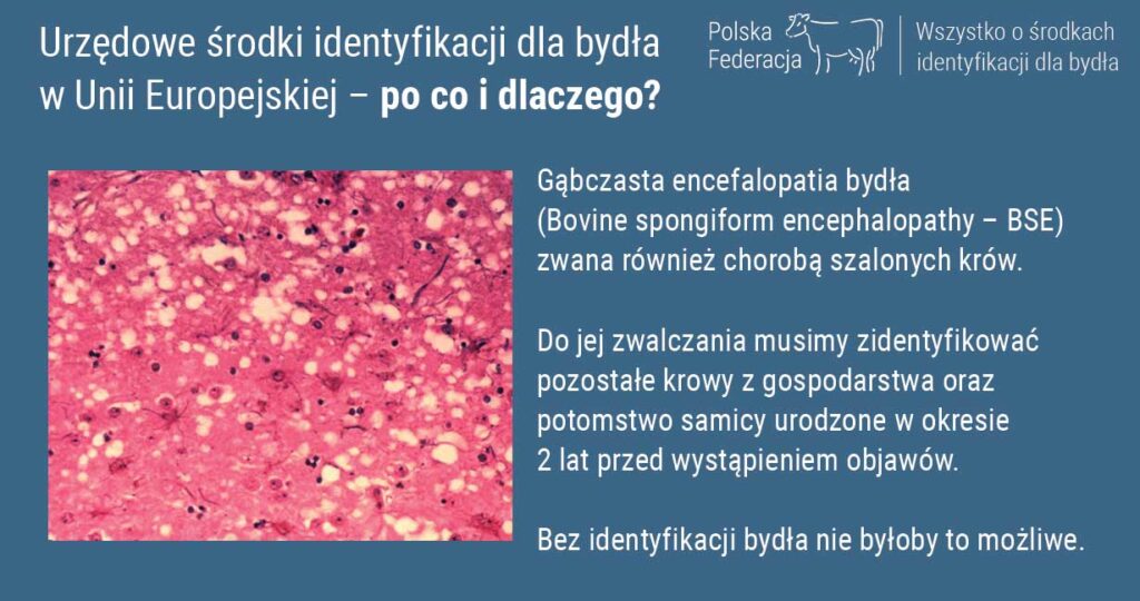 W jakim celu stosujemy identyfikację urzędową bydła i dlaczego tak
